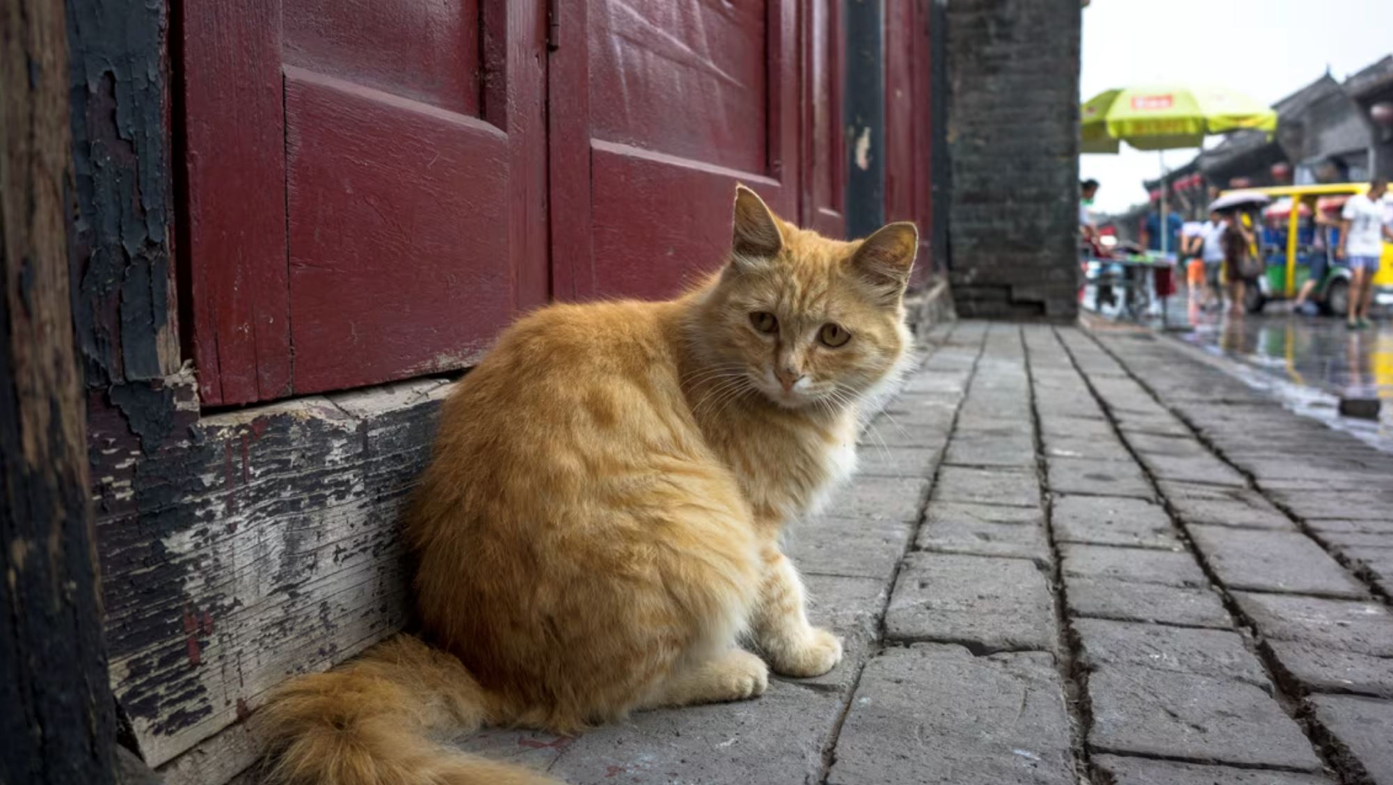 chinese man plans to leave all his wealth to person who promises to look after his cat