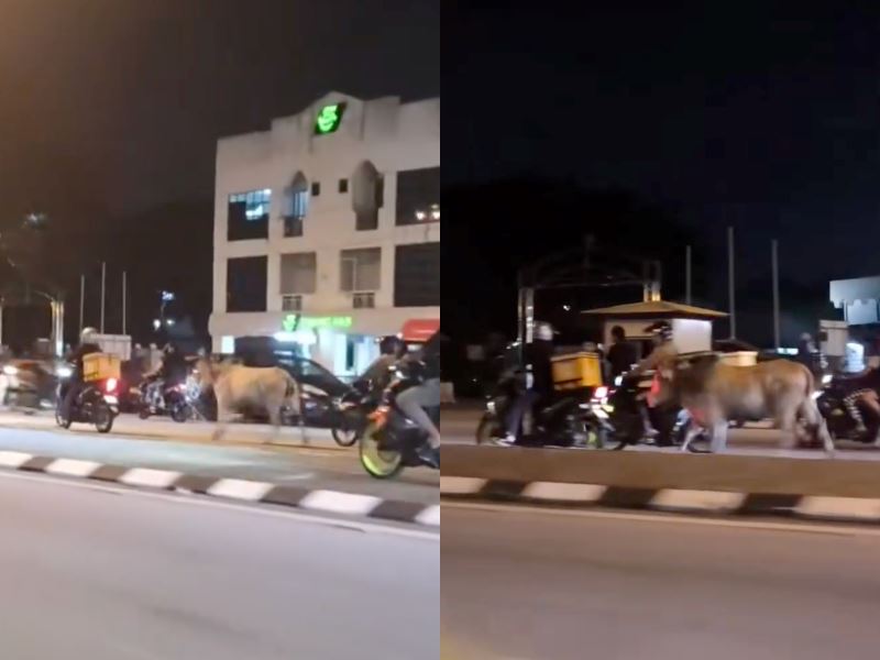 “how could they?” cyberjaya worker finds ill cat dumped like trash, public outraged by owner’s actions