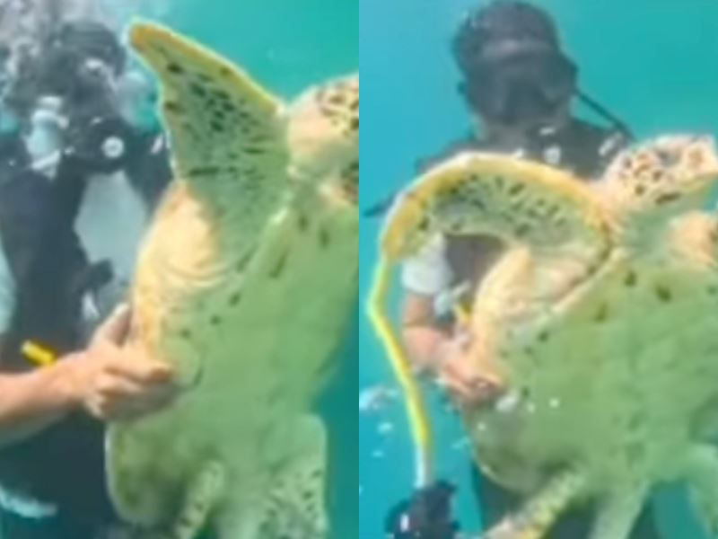 call for witnesses! divers caught restraining sea turtle in sabah sparks outrage