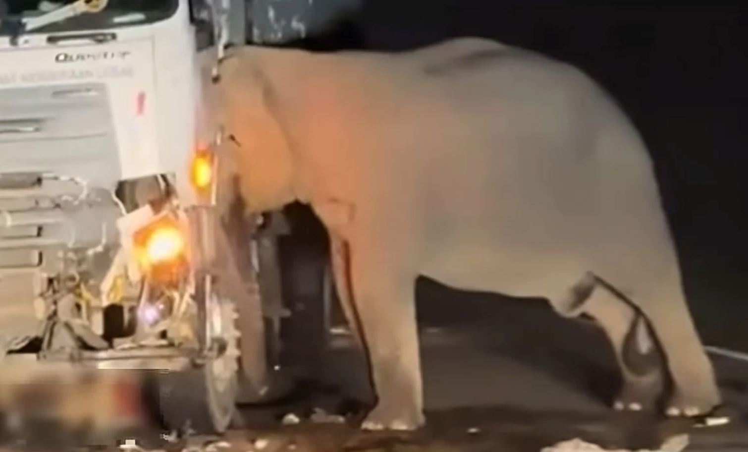 heartbreaking death of baby elephant sparks call for safer highways for endangered wildlife