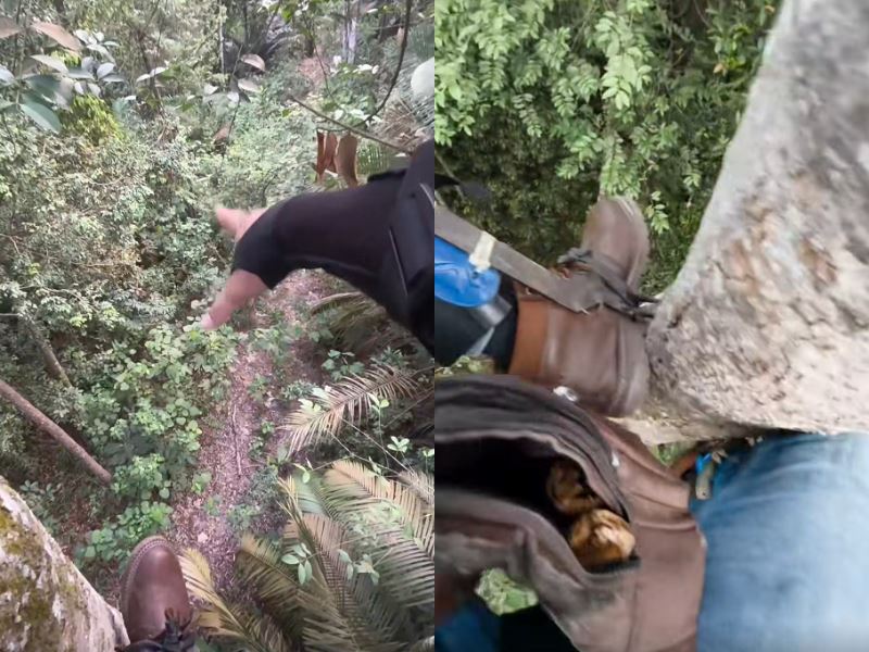 m’sians divided! man allegedly trapped by tiger goes viral after sharing survival video