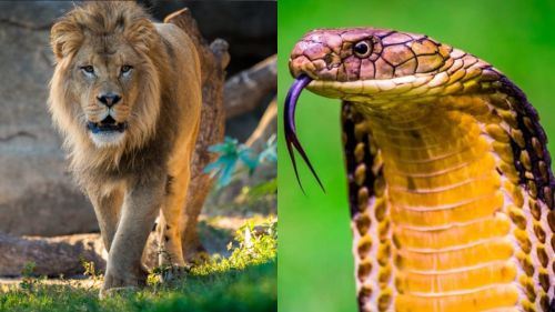 disengat lebah, dipatuk kobra… tetapi masih hidup? kenali honey badger!