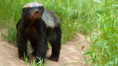 disengat lebah, dipatuk kobra… tetapi masih hidup? kenali honey badger!