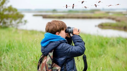 ramai pandang remeh, memerhati burung sebenarnya buat otak lebih tajam!