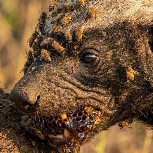 disengat lebah, dipatuk kobra… tetapi masih hidup? kenali honey badger!