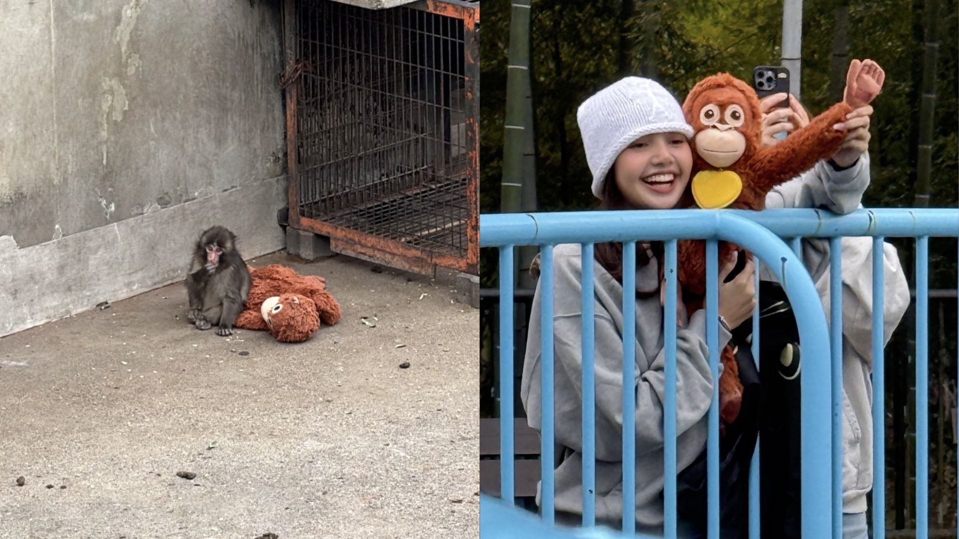 lisa blackpink teruja bertemu punch, siap bawa ‘hadiah’ patung orang utan