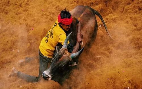 ஜல்லிக்கட்டு முதன்முறையாக மலேசியாவில் !